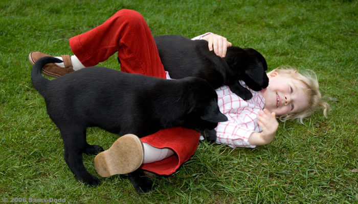 Labrador Retrievers. Canix trains dogs to perform complex sequences for motion pictures, TV, photo, stills, advertisements, commercials, fashion shows, and theater. The dogs are led by experienced animal handler.