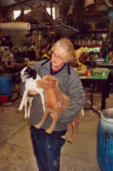 Rasmus og kopi f�r farvning